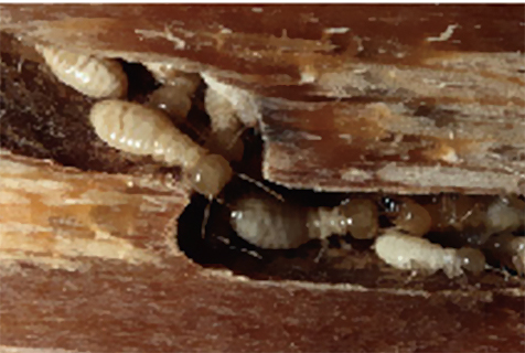 劣质型材 劣质型材