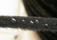 硅化毛条 硅化毛条